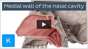 al wall of the nasal cavity
