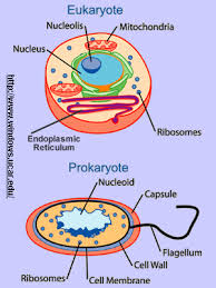 Eukaryotes Vs Prokaryotes Cell Structure Differences