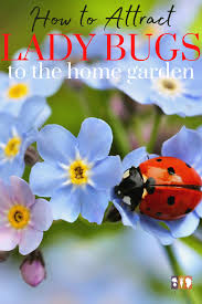how to attract ladybugs to the garden