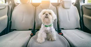 How To Get Dog Out Of The Car Seat