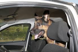 9 Tips For Car Travel With A Large Dog
