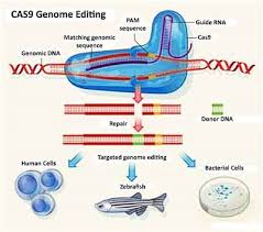 crispr gene editing service amsbio