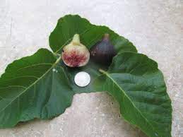 black madeira fig tree just fruits