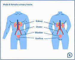 urinary tract infection uti symptoms