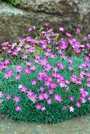 15 drought tolerant groundcovers for a