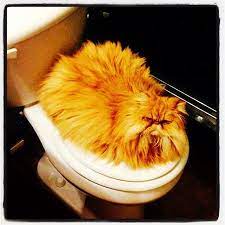 Toilet Seat Cover Persian Cat Cats