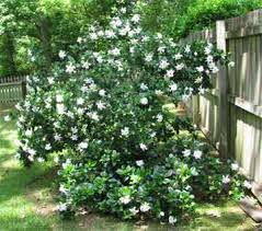 how to care for gardenia bushes and trees