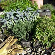 Plant A Winter Garden In Tennessee