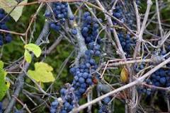 what-do-you-do-with-wild-grape-vines