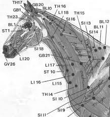 Acupuncture Points On The Head And Neck Of The Horse