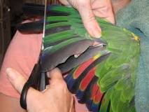 do-birds-feel-pain-when-their-wings-are-clipped