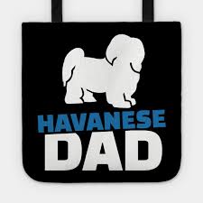 Havanese Dad
