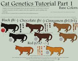 Cat Genetics Tutorial Part 1 Base Colors By Spotted Tabby