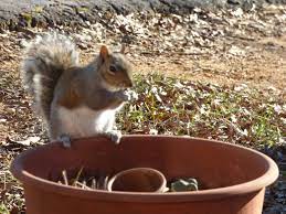 potted plants from squirrels
