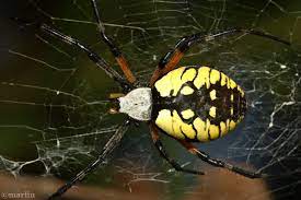 black and yellow garden spider north