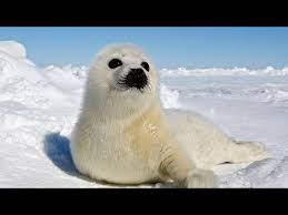 adorable newborn harp seal pups