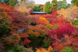 Tapeta na pulpit Kolorowe Natura Jesień Parki Drzewa
