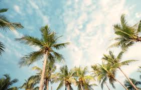 28 summer palm trees wallpapers
