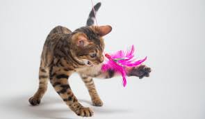 the 11 best electronic cat toys from