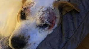 Dog Dead After Grooming Service At California Petco Peta