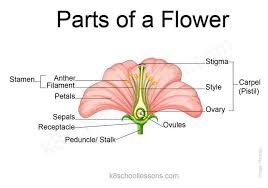 parts of a flower flower structure