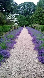 Catmint As Path Border At Driveway A