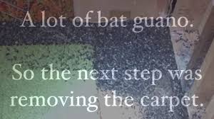 miami county ohio bat removal service