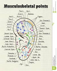Image Result For Points In The Ear Acupressure Treatment