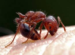 fire ants naturally with home remes