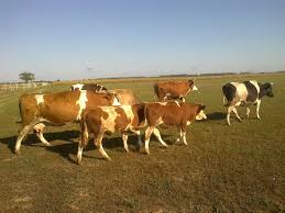 Anunturi vanzari vaci, vitei, tauri, taurasi, juninci timis. Vand 2 Vaci Cu Lapte Si Vitei