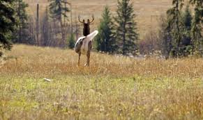 Deer Hunting Bedding Area Strategies