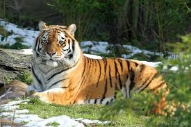 Tigre de Sibérie : poids, taille, longévité, habitat, alimentation - liste-animaux.com