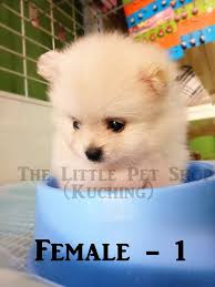 Products & supplies for pets. White Cream Pomeranian Puppy For Sale The Little Pet Shop Facebook