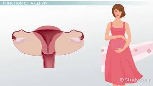cervix definition anatomy function