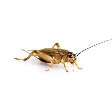 house cricket identification behavior