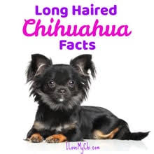 facts about long haired chihuahuas