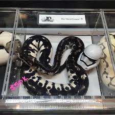 Blog Jd Constriction Specializing In Captive Bred