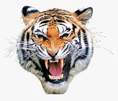 drawing tigers roaring tiger face png