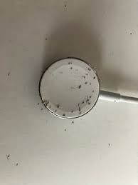 tiny black bugs on walls and ceiling