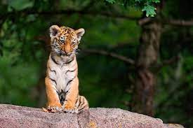 hd cute baby tiger cubs wallpapers peakpx