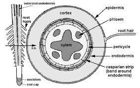 Image result for root cross section