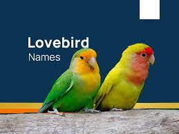 487 catchy and cute lovebird names