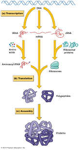 Biol2060 Gene Expression Transcription