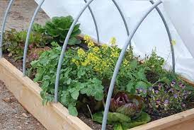 Raised Garden Beds For Easy Planting