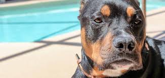 The staffordshire bull terrier's lineage stretches back to the ancient greek molossian war dogs and mastiffs of europe, with its bulldog predecessors used in england a few centuries ago for bull baiting, fighting and other blood sports. Rottweiler Pitbull Mix Is This Strong Designer Dog Right For You