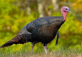 Thanksgiving turkey name card tutorial learn how to make Turkey Bird Wikipedia