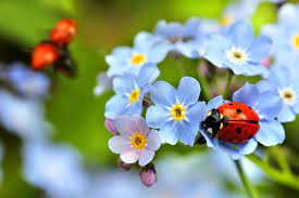 ladybug ez gro garden
