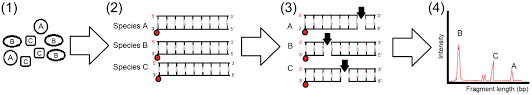 Because of the enzyme's sequence specificity. Terminal Restriction Fragment Length Polymorphism An Overview Sciencedirect Topics