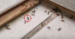 get rid of ants in your singapore