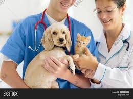 Adopt a puppy from the dog rescue center today! Vet Examining Dog Cat Image Photo Free Trial Bigstock